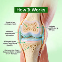 Knee joint diagram