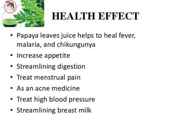 papaya-leaves-health-effect